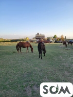 Продаю действующий бизнес - Бассейн суточного регулирования. Рыба