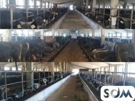 Продаю ! Животноводческий комплекс, откормочная база, молочная ферма..