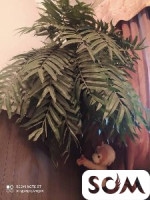 Фикус длина 1,80 для декора кафе файе дома и тд одна 15000сом ,пальма